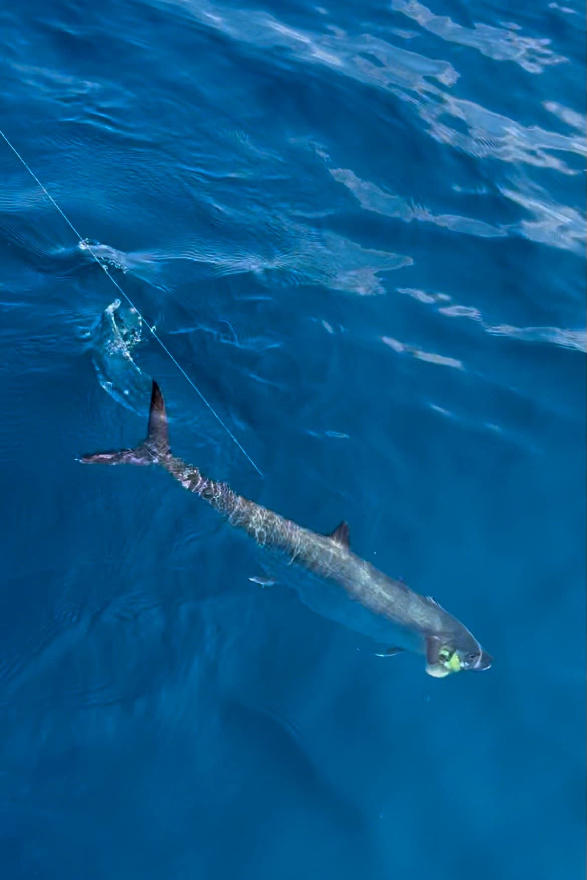 Bottom Fishing (Extended)